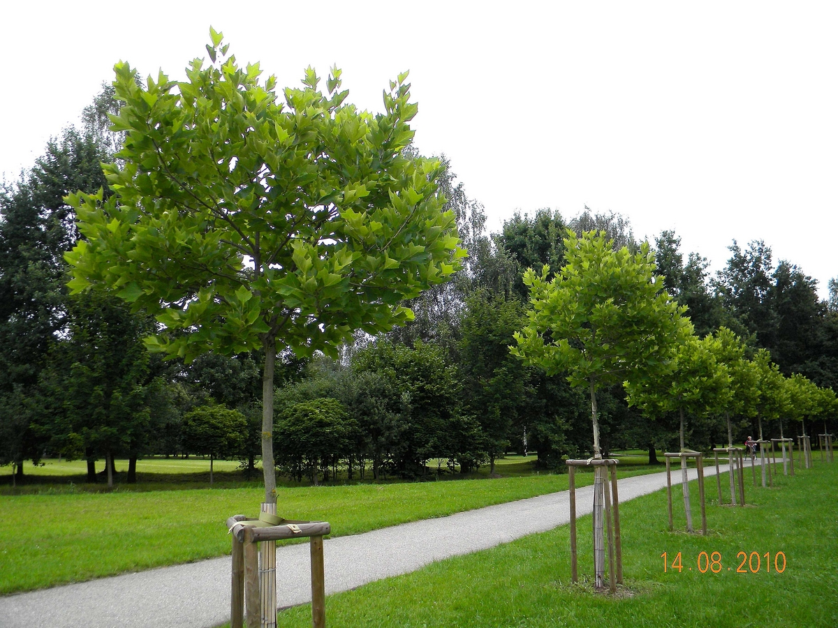 Platanus hispanica Alphen's Globe - H 16-18.jpg
